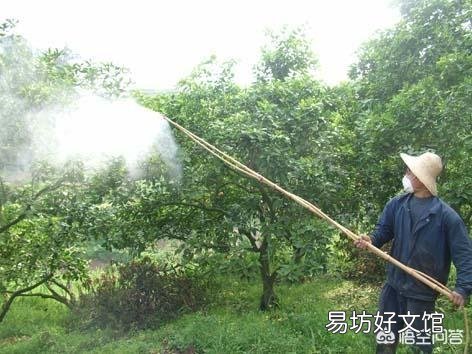 种植桃树收获时,树上的桃子大的大,小的小,为什么那么不均匀呢?有什么办法解决?