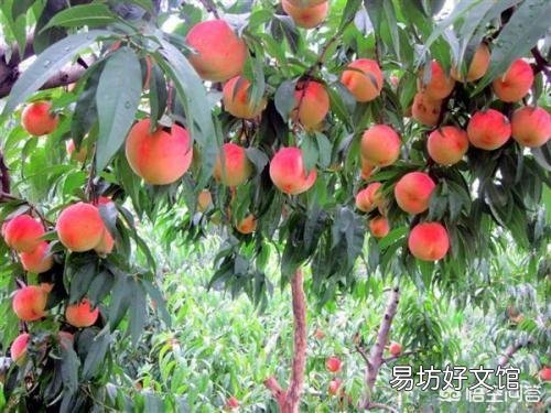 种植桃树收获时,树上的桃子大的大,小的小,为什么那么不均匀呢?有什么办法解决?