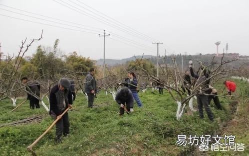 种植桃树收获时,树上的桃子大的大,小的小,为什么那么不均匀呢?有什么办法解决?