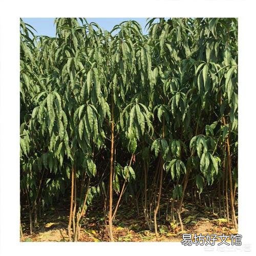 种植桃树收获时,树上的桃子大的大,小的小,为什么那么不均匀呢?有什么办法解决?