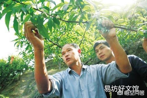 种植桃树收获时,树上的桃子大的大,小的小,为什么那么不均匀呢?有什么办法解决?
