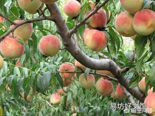 种植桃树收获时,树上的桃子大的大,小的小,为什么那么不均匀呢?有什么办法解决?