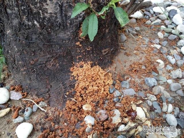 种植桃树收获时,树上的桃子大的大,小的小,为什么那么不均匀呢?有什么办法解决?