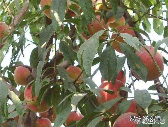 种植桃树收获时,树上的桃子大的大,小的小,为什么那么不均匀呢?有什么办法解决?