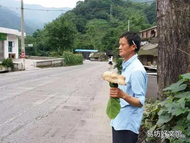 鸡枞菌来年会在同一天长出来吗?