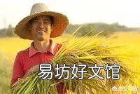 农村种水稻为什么不自己留种子,插水稻前是如何拔稻苗的?