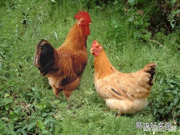 散养土鸡喂玉米搭配黄豆可以吗?
