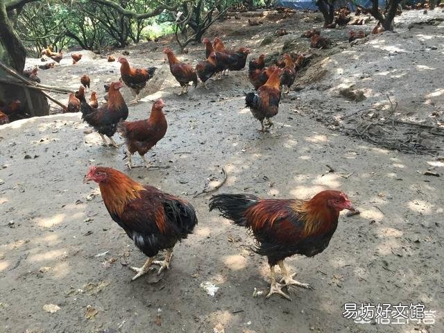 散养土鸡喂玉米搭配黄豆可以吗?