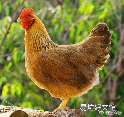 在农村养鸡,是用没经过加工的玉米粒或者稻谷喂好?还是加工粉碎以后再喂好?为什么?
