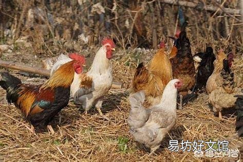 在农村养鸡,是用没经过加工的玉米粒或者稻谷喂好?还是加工粉碎以后再喂好?为什么?
