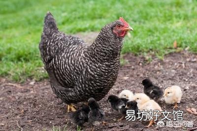 在农村养鸡,是用没经过加工的玉米粒或者稻谷喂好?还是加工粉碎以后再喂好?为什么?