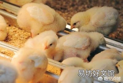 在农村养鸡,是用没经过加工的玉米粒或者稻谷喂好?还是加工粉碎以后再喂好?为什么?