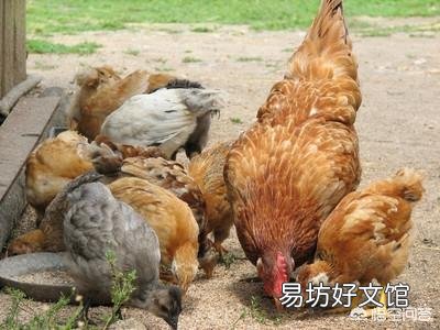 在农村养鸡,是用没经过加工的玉米粒或者稻谷喂好?还是加工粉碎以后再喂好?为什么?