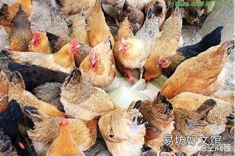 在农村养鸡,是用没经过加工的玉米粒或者稻谷喂好?还是加工粉碎以后再喂好?为什么?