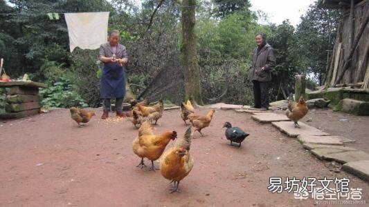 在农村养鸡,是用没经过加工的玉米粒或者稻谷喂好?还是加工粉碎以后再喂好?为什么?