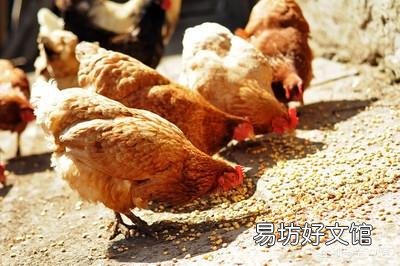 在农村养鸡,是用没经过加工的玉米粒或者稻谷喂好?还是加工粉碎以后再喂好?为什么?