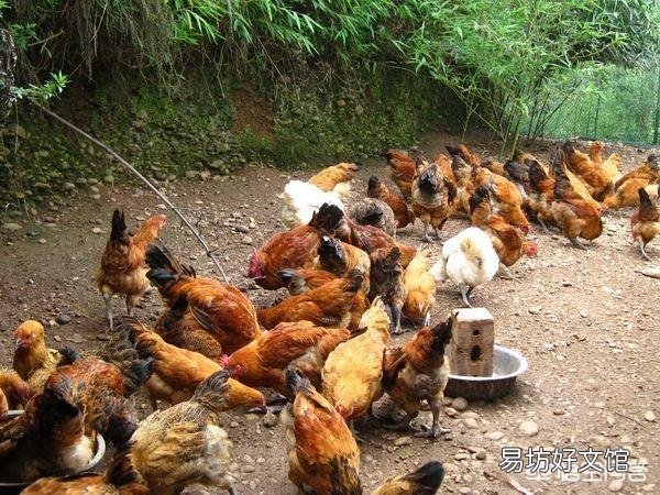 给鸡消毒用什么药比较好?