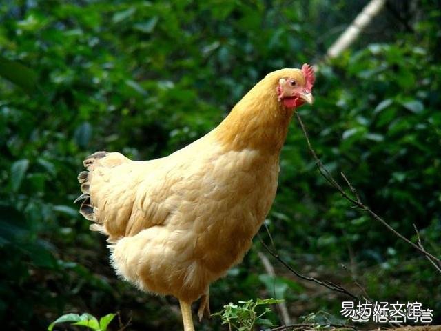 给鸡消毒用什么药比较好?