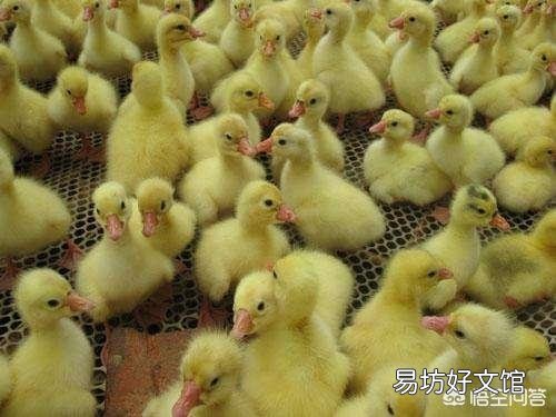2019年最流行的养殖业有哪些？