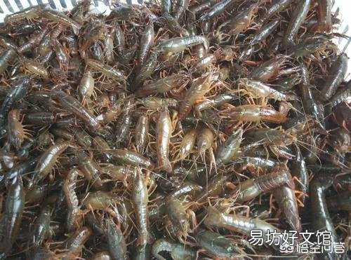 2019年最流行的养殖业有哪些？