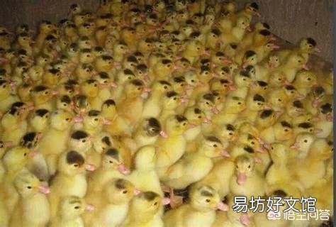 我想养二千只白鸭,我新入行,想请教各位师傅,投养时用什么药消毒打什么疫苗?谢谢?