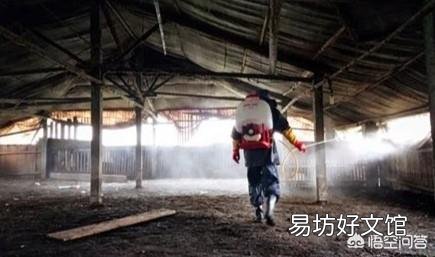 我想养二千只白鸭,我新入行,想请教各位师傅,投养时用什么药消毒打什么疫苗?谢谢?