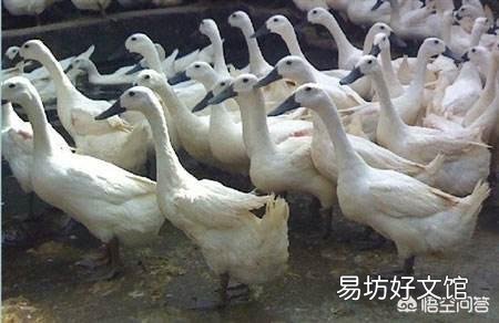 我想养二千只白鸭,我新入行,想请教各位师傅,投养时用什么药消毒打什么疫苗?谢谢?