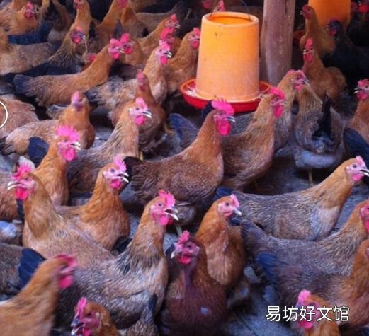 农村养殖户怎样在夏季预防家禽中暑?