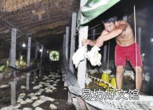 农村养殖户怎样在夏季预防家禽中暑?