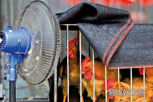 农村养殖户怎样在夏季预防家禽中暑?