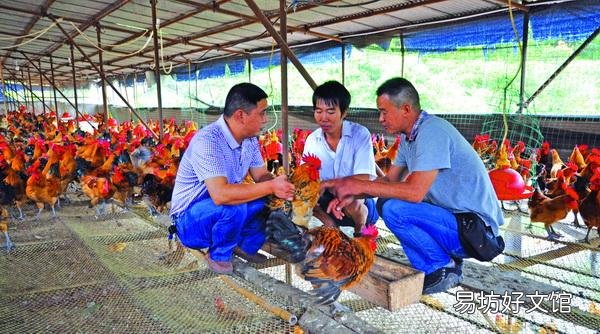 农村养殖户怎样在夏季预防家禽中暑?