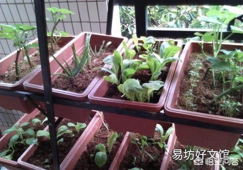 阳台种菜有哪些防虫和治虫的方法?