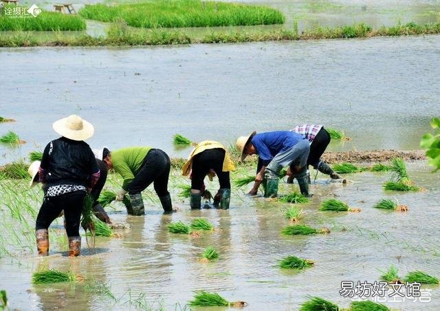 如果你是一个农民,5.1劳动节你是打算出去旅游,还是照常劳动?为什么?