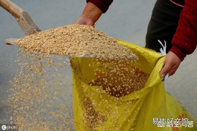 现在农民是种植果树好?还是粮食好?哪种收益多?