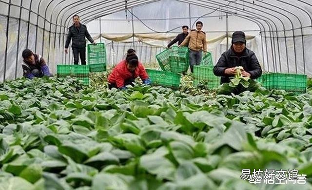 现在农民是种植果树好?还是粮食好?哪种收益多?