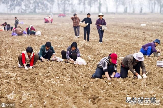 现在农民是种植果树好?还是粮食好?哪种收益多?