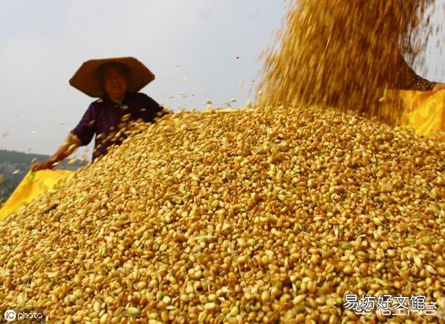 现在农民是种植果树好?还是粮食好?哪种收益多?