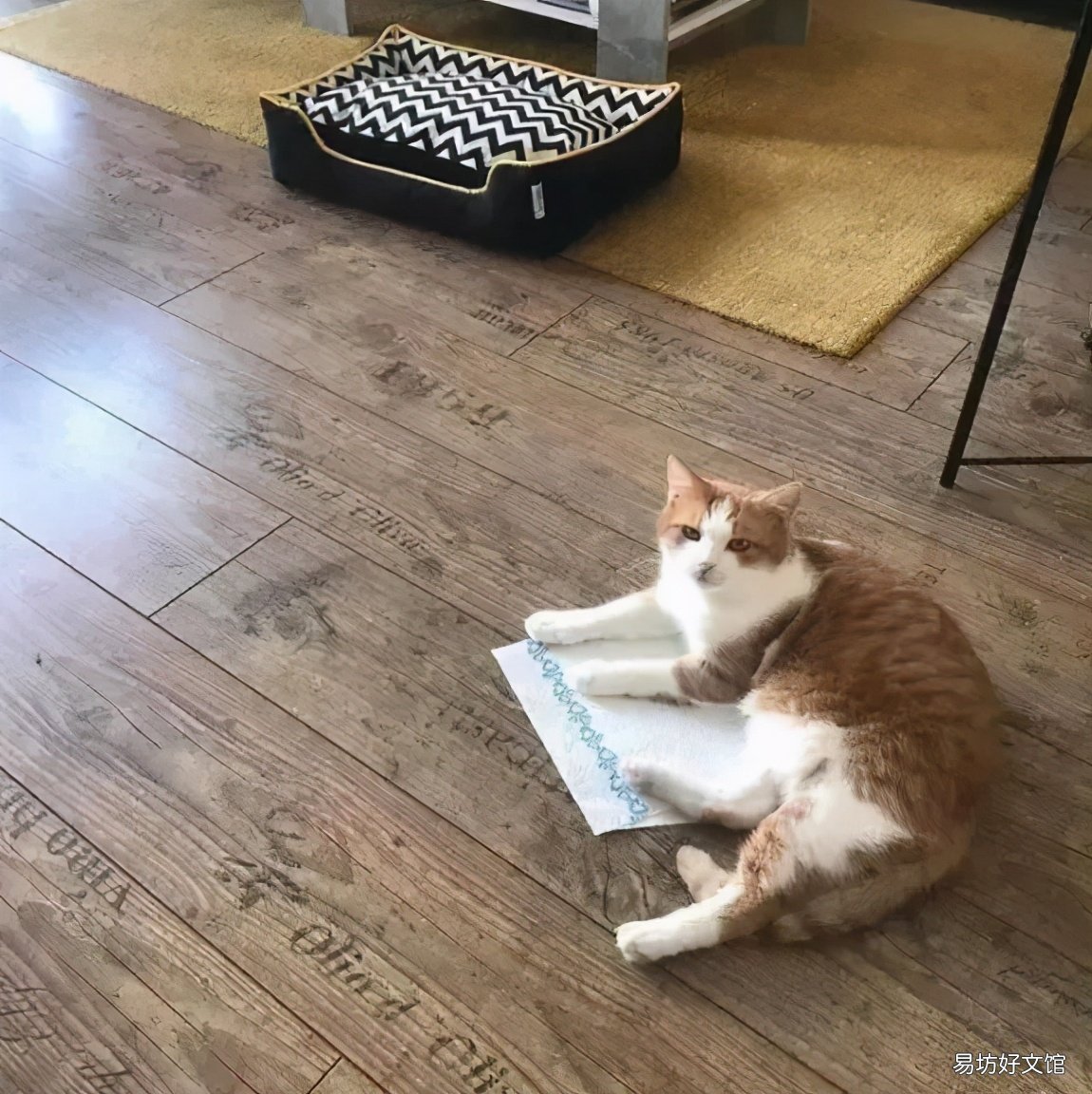 养猫必备清单(养猫必备清单价格)