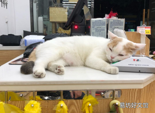蓝猫寿命有几年(蓝猫寿命一般多少年)
