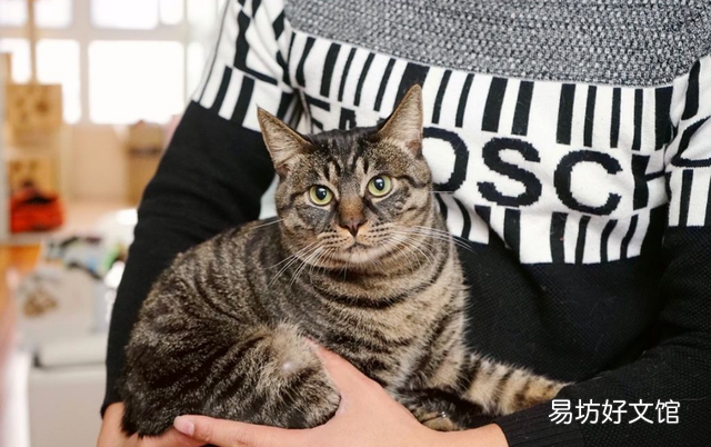 蓝猫寿命有几年(蓝猫寿命一般多少年)