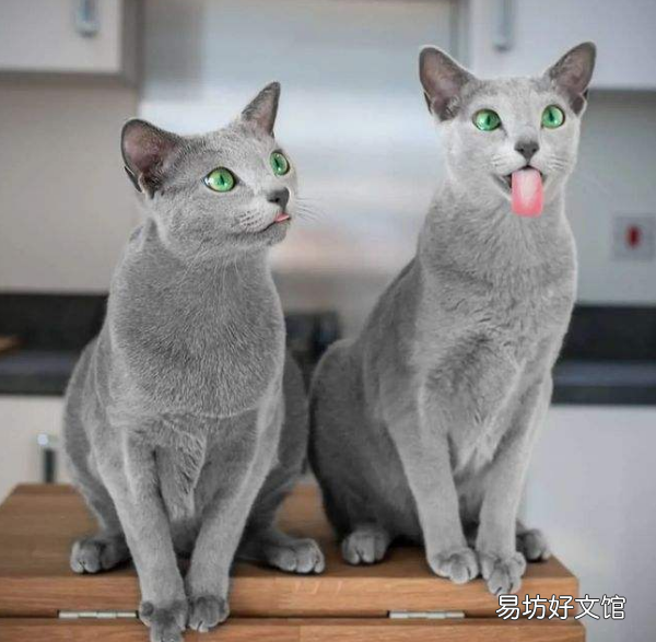 蓝猫寿命有几年(蓝猫寿命一般多少年)