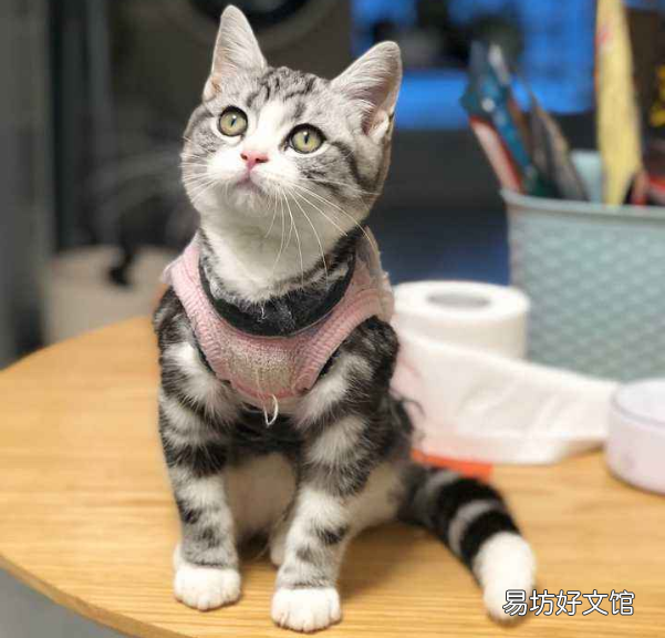 蓝猫寿命有几年(蓝猫寿命一般多少年)