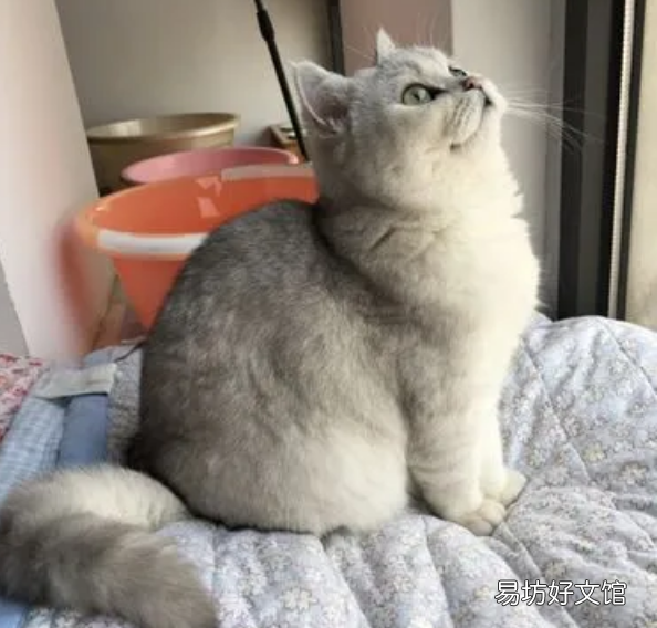 蓝猫寿命有几年(蓝猫寿命一般多少年)