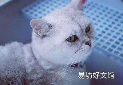 猫发出低沉马达声(猫发出低沉马达声什么原因)