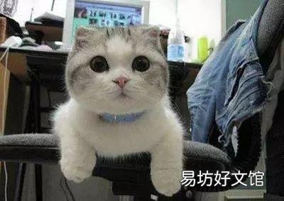 猫发出低沉马达声(猫发出低沉马达声什么原因)