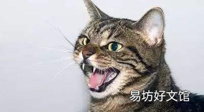 猫发出低沉马达声(猫发出低沉马达声什么原因)