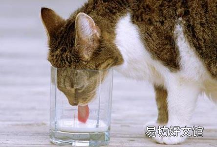 猫发出低沉马达声(猫发出低沉马达声什么原因)