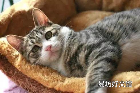 猫发出低沉马达声(猫发出低沉马达声什么原因)