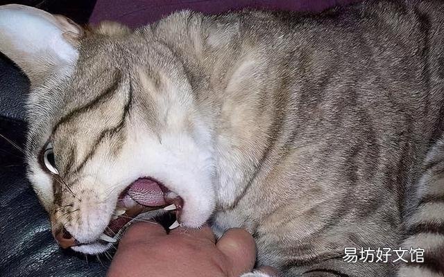 猫咬人但是不用力咬(猫咬人但是不用力咬表示什么)