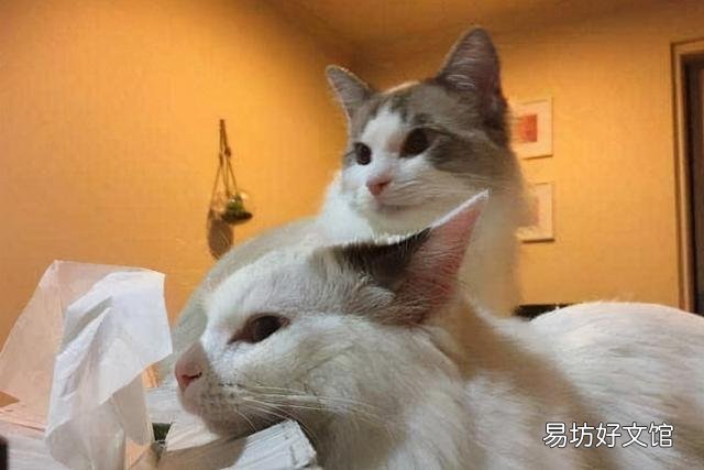 猫咬人但是不用力咬(猫咬人但是不用力咬表示什么)